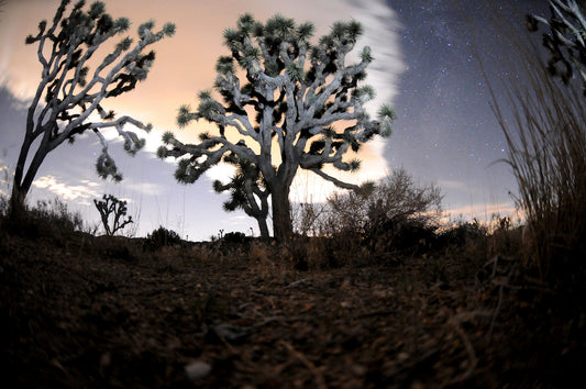 Joshua Tree