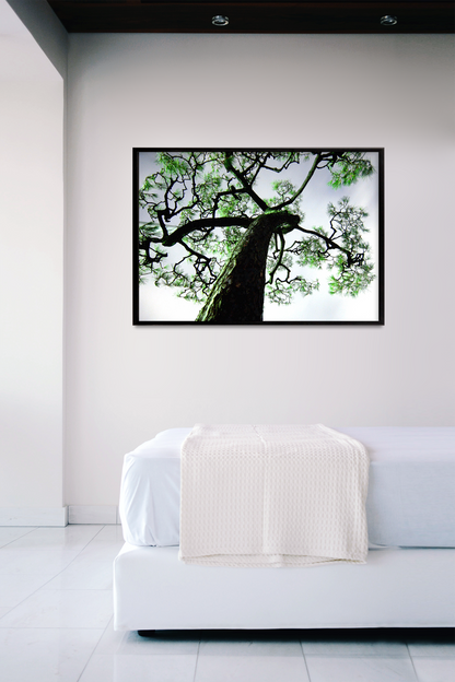 Twisted tree wall art by Mike Lindwasser